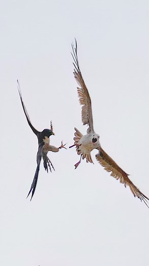 Peregrine Falcon aka Dragon Lady attacking a Gull that got too close to her nest. . . . #falcon #peregrinefalcon #birdsofprey #explore | Ta2020photography