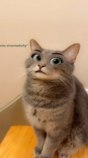 Cat Lovers Club | 📽 from @lprocurot ~ lindsey_toby_clay - TT "cat is like “ DAMN I LOOK FINE AS HELL” 😏" 😄😄😄😄😄 ~ double tap ❤❤ #catloversclub | Instagram