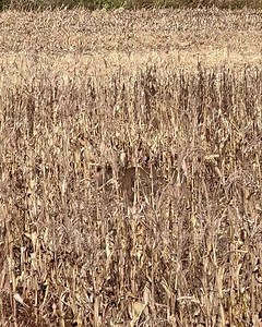 292K views · 7.6K reactions | Big buck cursing the duck hole #hunting # #huntingseason | Cedar Ridge Whitetails | Facebook