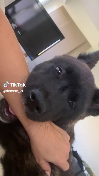 Gewohnheiten von Hunden ändern: Vorher und Nachher