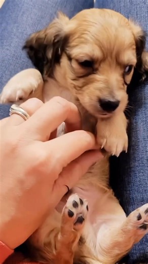 🐾✨ Get ready to fall head over paws for the cutest mini Dachshund puppies at Wiener Wonders! These adorable little wieners are bursting with charm, with their soulful eyes, silky coats, and wagging tails that’ll melt your heart in an instant. 🐶❤️ Whether they’re scampering around with playful energy or snuggling up for a cozy nap, these pint-sized pups are the perfect blend of spunk and sweetness, ready to bring endless joy to their forever homes! At Wiener Wonders, our mini Dachshunds have be