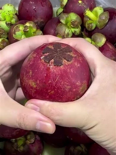 Discover the Unique Mangosteen Blooming Experience