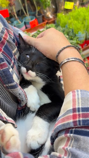 踏雪：岩啦呢個位，嗚啊，爽～ #香港貓 #cats #catlover #貓星人#neko #ねこ #고양이 #hongkong #fujifilm #fujifilmxe3 #xf35mm #貓寫真 #貓貓日常 #港短 #唐貓 #唐貓也是寶 #可愛#streetphotography #photography #貓咪 #貓咪日常#funnycat#浪浪都可以好靚#貓店長#街貓#街貓寫真 #街貓攝影 #fujifilmhongkong #hkcat | Ms Cat And Friends