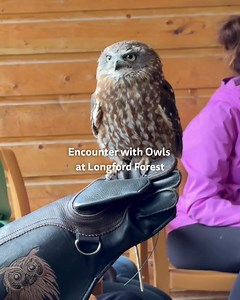 Have you taken part in our Encounter with Owls activity at Longford Forest yet? 🦉 In this interactive session, you’ll meet a whole array of the most spectacular breeds. Learn more about this beautiful, striking bird and have a chance to see these creatures close up 😍 For more information - https://brnw.ch/21wSIp4 | Center Parcs Ireland