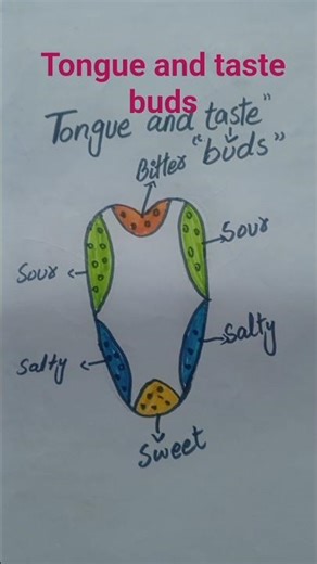 Tongue and Taste Buds Diagram | Parts of Tongue Explained | Biology Short