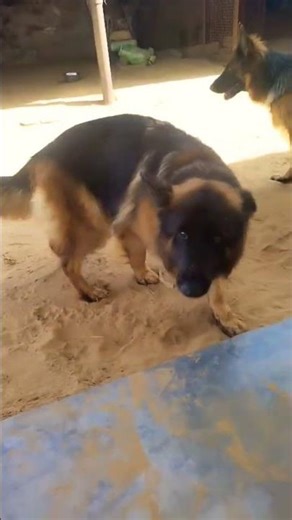 Fully Trained German Shepherd Male and Female price in india Dog training puppy training 📞8810623046