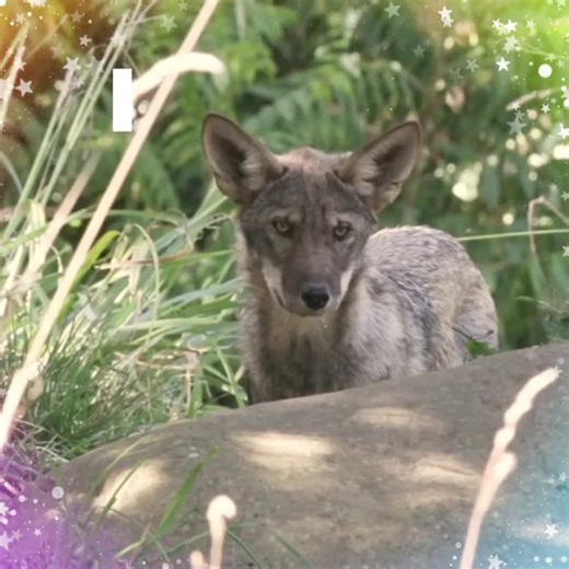 Red Wolves: The Superiority of Their Adaptation