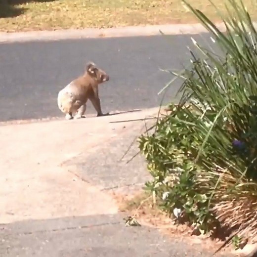 124K views · 2.4K reactions | This Stradbroke Island koala knows to look left and right before crossing the road!  : Pandanus Palms Holiday Resort | ABC Brisbane | Facebook