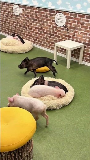 ラムにだけやたらちょっかいを出す組長🐽 Micro Pig Interaction Experience #pig
