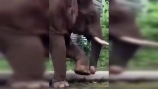 Foot Spa Time: Elephant's Genius DIY Toe Cleaning Method Caught on Viral Video