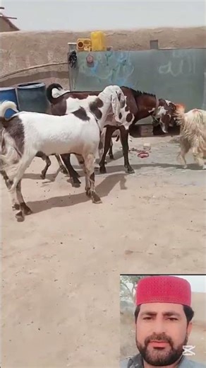 First Timer Goat and Four Male😱🐐#first #timer #goat #village