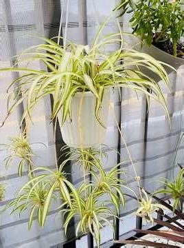 Spiderettes of our Spider Plant