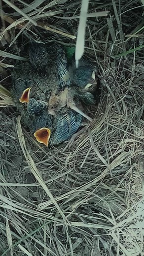 Magpie Meal Delivery Feeding babies in the Nest | Review Birds News