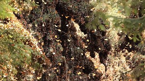 1.1K views · 56 reactions | What's it like to stand amidst millions of monarch butterflies? Expedition Leader Court Whelan recorded this video during the monarchs' annual migration in the highland forests of central Mexico. www.nathab.com/monarchs | Natural Habitat Adventures | Facebook