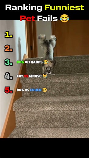 Funniest Pet Fails 😂
