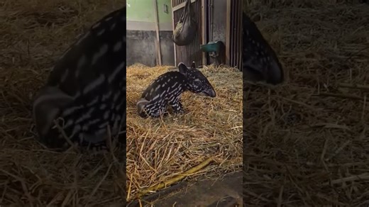 Tapir mother and baby share a tender moment