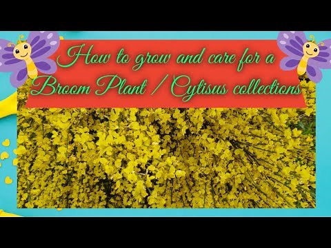 How to grow and care for a Broom Plant /Cytisus collections