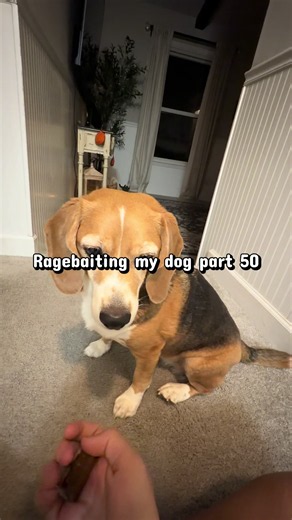 Ragebaiting My Dog: Funny Beagle Antics and Care Tips
