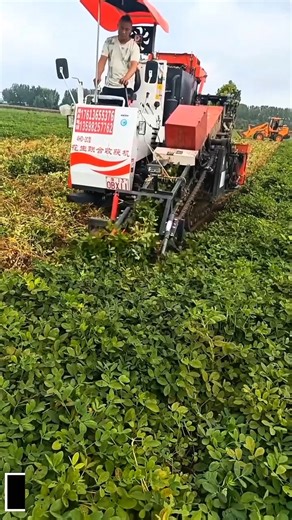 Peanut Harvesting with Specialized Machinery