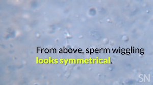 Human sperm don’t swim the way that anyone had thought. A new 3-D view upends scientific understanding of how sperm get around. Learn more: https://www.sciencenews.org/article/human-sperm-tail-swim-biophysics | Science News Magazine
