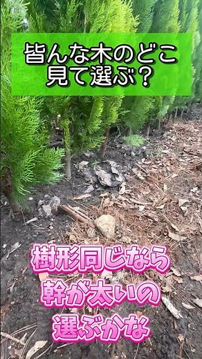 庭木の植え替え作業（コノテヒバの植栽）#一級造園技能士#ガーデニング