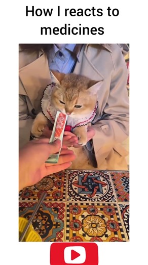 When the Meds are a Hard No #comedy #relatable #petsfunny #funnyanimals #cats