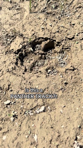 Identifying Florida Panther Tracks: A Guide