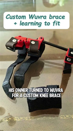 Small Dog Before & After Brace Support | Teddy Transformation #dogbrace #wuvra #customdogbrace