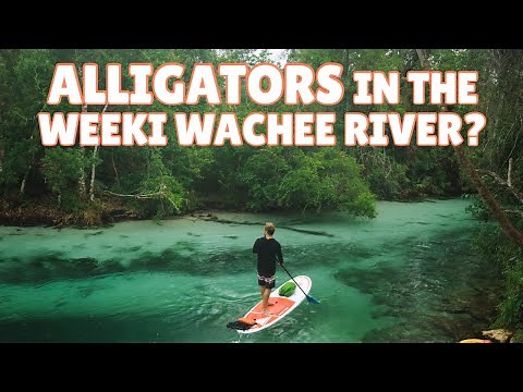 Are there Alligators in the Weeki Wachee River?