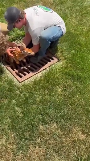 Heroic Rescue: Baby Deer Freed from Sewer Grate | Dog Family