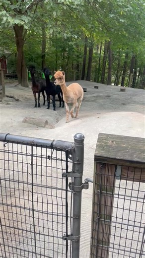 Speaking to the alpaca
