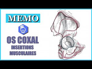 Anatomy of the hip bone - Muscle and ligament attachments