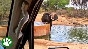 Mama Elephant Cries For Help To Save Her Baby