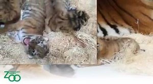 139K views · 4.3K reactions | We are excited to announce the birth of three Amur tiger cubs! They were born on September 14 to Amba and Strannik and the cubs now weigh between 5.6 and 6.9 pounds! | Milwaukee County Zoo | Facebook