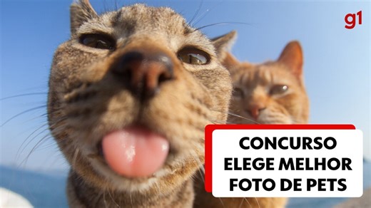Concurso elege a melhor foto engraçada de pets; veja as imagens finalistas