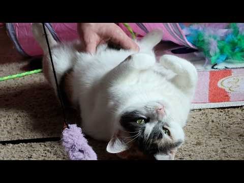 Biscotti, don't lick the carpet