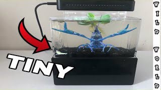 This Blue Lobster Lives in the Tiniest Tank Ever