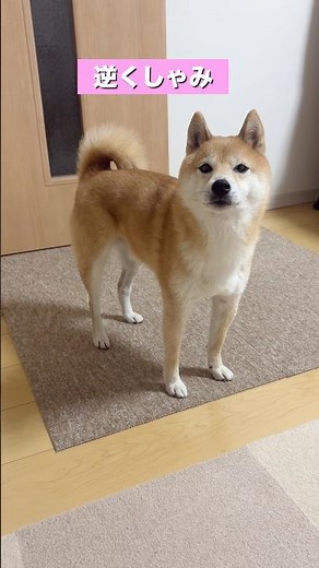柴犬の逆くしゃみ Shibainu Reverse Sneezing