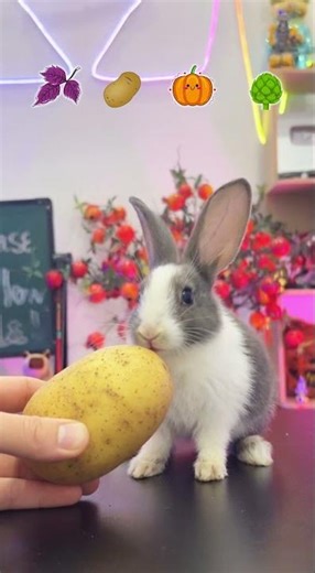 ASMR Emoji Food Eating Challenge | Cute Bunny Eating #shorts #pet #bunny #emoji