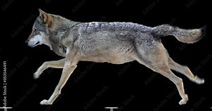Wolf running realistic animation. Isolated animal video including alpha channel allows to add background in post-production. Element for visual effects. Stock Video