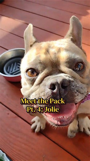 Meet the Pack Pt. 4: Jolie See her bio below 👇🏻