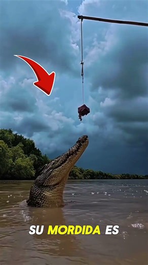 ¡NO INTENTES HUIR! 😱 El COCODRILO es MÁS RÁPIDO de lo que CREES 🐊