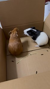 What to do about the two Dutch pigs at home always fighting ?! 🐹 | Guinea Pig Lovers
