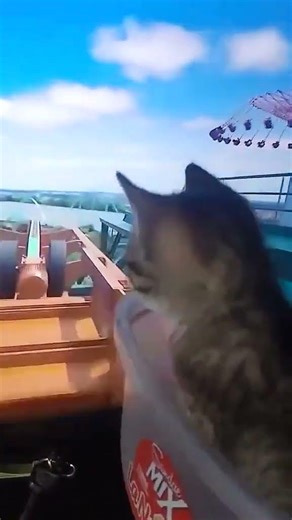VR Rollercoaster: cat edition #shorts