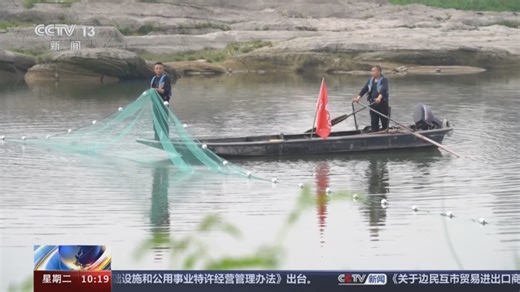 [新闻直播间]十年禁渔看长江 四川宜宾 全程见证长江鲟天然水域产卵场改造成功