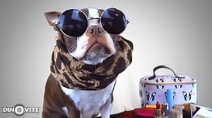 3K views · 51 reactions | The #DontJudge Challenge is a silly trend where typically, you dress yourself up as ugly as possible, cover the camera, and come back looking "beautiful". Some have said that it is demoralizing to individuals who struggle with self confidence. We have done the opposite of this trend, so without further ado, here's a special message from your favorite Dinovite dog, Penny! #dontjudgechallenge | Dinovite.com | Facebook