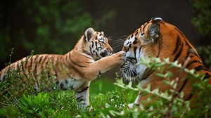Pouncing for protection: Tiger cub defends mom from brother’s ‘attacks’