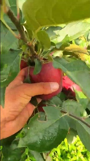 Hybrid M9 Apple Plant Farming | High Yield Apple Tree | Apple Orchard Setup #applefarming #kashmir