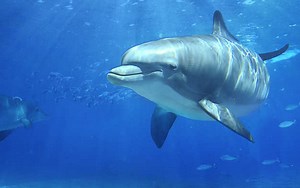 Why do people write dolfin vs dolphin?