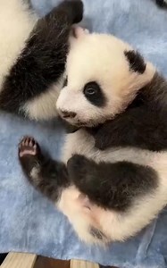 30K views · 4K reactions | Good night furless people! Be nice while i'm sleeping! 朗朗 #panda #fluffy #pandas #cute #naturephotography #nature #care #beautiful #love #babypanda #babypandas #funnyanimals #takeabath #bath #playingtoys #playing #chilling | Pandas, a Light In My Heart | Facebook
